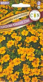 aksamitka-waskolistna-pomaranczowa-latwa-uprawa-piekna-dlugo-kwitnie