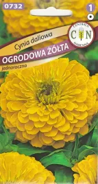 cynia-daliowa-zolta-kwietniki-rabaty-kwiat-ciety-kwiaty-pelne-duze-i-odporn