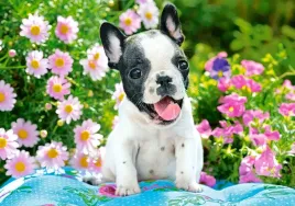 puzzle-500-ukladanka-zwierzeta-pies-buldog-francuski-kwiaty-9-castor