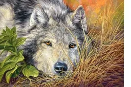puzzle-500-ukladanka-zwierzeta-wilk-przyroda-las-trawa-9-castor