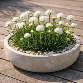 zawciag-nadmorski-alba-armeria-maritima-biala-bylina-do-ogrodu