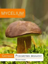 grzybnia-podgrzybek-brunatny-10-g