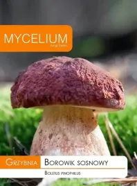 grzybnia-borowik-sosnowy-10-g