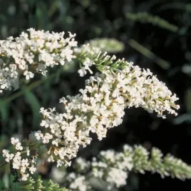 budleja-dawida-white-profusion-pachnaca-i-miododajna-biala-sadzonka-p9