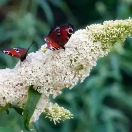 budleja-white-profusion-wielkie-biale-kwiaty-wabik-na-motyle-sadzonka-p9