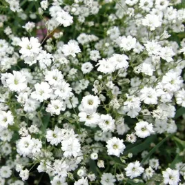 gipsowka-plozaca-alba-biala-mgielka-na-skalniak-dywanowa-sadzonka-p9