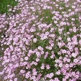 gipsowka-plozaca-rosea-rozowa-mgielka-na-skalniak-dywanowa-sadzonka-p9