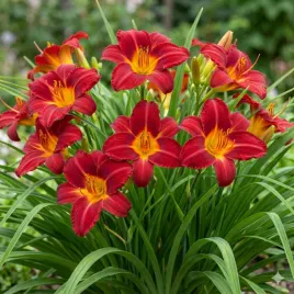 liliowiec-autumn-red-ciemnoczerwony-miododajny-wieloletni-sadzonka-p9