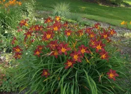 liliowiec-autumn-red-ciemnoczerwony-miododajny-wieloletni-sadzonka-p9