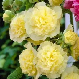 malwa-chater-s-double-yellow-zolta-pelna-wysoka-miododajna-sadzonka-p9