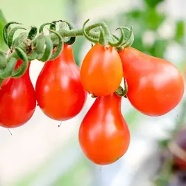 pomidor-red-pear-gruntowy-wysoki-gruszkowy-nasiona-02g-plantico