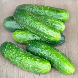ogorek-sremski-f1-duza-paczka-nasiona-100g-plantico