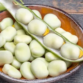 bob-bachus-1-kg-nasiona-wysoka-jakosc-plonow-1000g-plantico