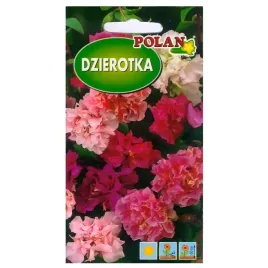 dzierotka-klarkia-mieszanka-pieknie-i-obficie-kwitnaca-nasiona-polan