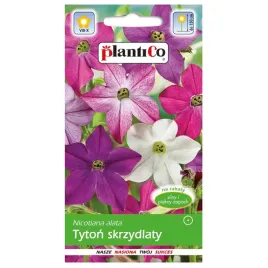 tyton-skrzydlaty-pachnace-kwiaty-nasiona-plantico