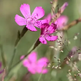gozdzik-kartuzek-wieloletni-odporny-na-susze-nasiona-kwwiatow
