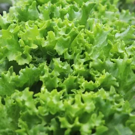 salata-debolistna-querido-nasiona-05g-vilmorin