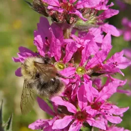 krwawnica-pospolita-rosy-gem-wieloletnia-nasiona-vilmorin