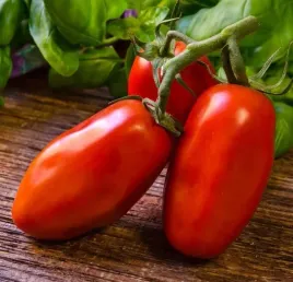 pomidor-san-marzano-3-nasiona-pomidorow-wloskich-toraf