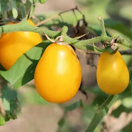 pomidor-yellow-pear-shaped-gruszka-swieze-nasiona-02g-plantico