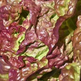 salata-rosela-odporna-na-macznika-rzekomego-nasiona-torseed