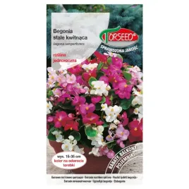 begonia-biala-stale-kwitnaca-nasiona-torseed