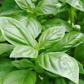 bazylia-salatowa-aromatyczne-liscie-nasiona-plantico