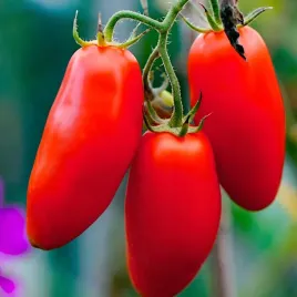 pomidor-san-marzano-3-wysoki-bardzo-smaczne-pomidory-nasiona-plantico