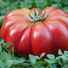pomidor-costoluto-fiorentino-wloska-wysoka-odmiana-nasiona-gruntowy-plantic