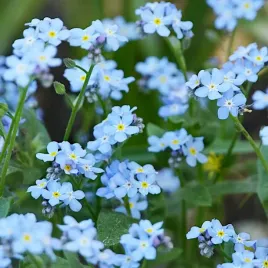 niezapominajka-niebieska-nasiona-kwiaty-do-ogrodu