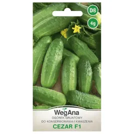 ogorek-gruntowy-cezar-f1-nasiona-do-kwaszenia-i-konserwowania-4g-wegana