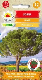 sosna-pinia-jednopienne-drzewo-iglaste-nasiona