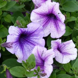 petunia-zylkowana-niska-mieszanka-kolorow-nasiona