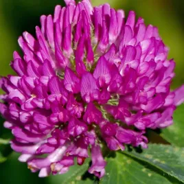 koniczyna-czerwona-lakowa-c-1-nasiona-1-kg