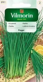 szczypiorek-ogrodowy-dobrze-zimuje-prager-2g-vilmorin