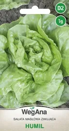 salata-maslowa-zimujaca-humil-bardzo-pozna-nasiona