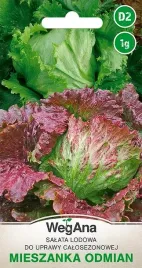 salata-lodowa-krucha-calosezonowa-mix-odmian