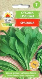 cykoria-lisciowa-nasiona-warzyw-cykorii-spadona
