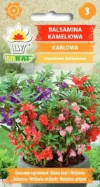 balsamina-kameliowa-karlowa-nasiona-kwiatow