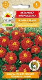 aksamitka-bonita-carmen-nasiona-miodowo-mahoniowa