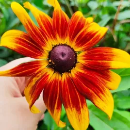 rudbekia-dwubarwna-rotacznica-nasiona-1g-vilmorin
