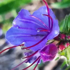 zmijowiec-zwyczajny-echium-vulgare-100g-nasiona