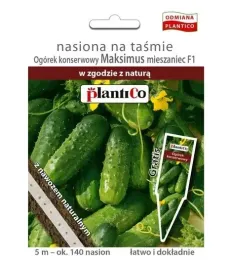 ogorek-maksimus-f1-ogorki-na-tasmie-5m-wczesny