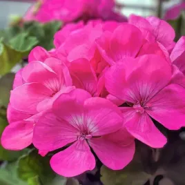 pelargonia-rozowa-rabatowa-nasiona