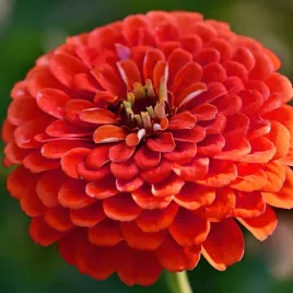 cynia-daliowa-czerwona-nasiona-kwiatow