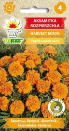 aksamitka-harvest-moon-pomaranczowa-nasiona