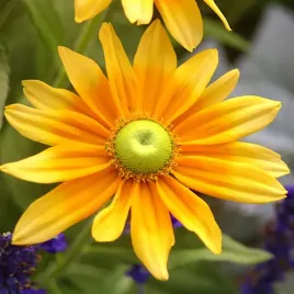 rudbekia-zolta-green-eyes-nasiona