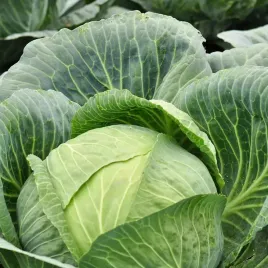 kapusta-glowiasta-biala-kamienna-glowa-nasiona