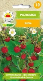 poziomka-rugia-dlugo-owocuje-bezrozlogowa-nasiona
