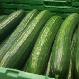 ogorek-szklarniowy-wczesny-marta-f1-nasiona